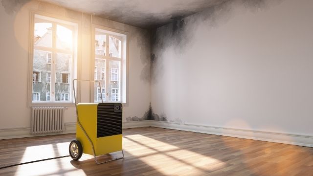 mold remediation