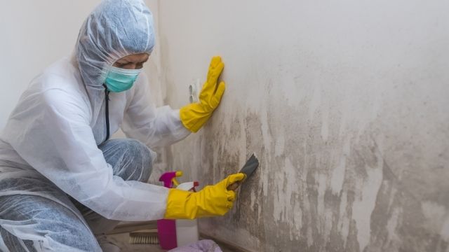 mold remediation