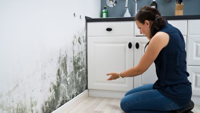 5 Mold Prevention Tips